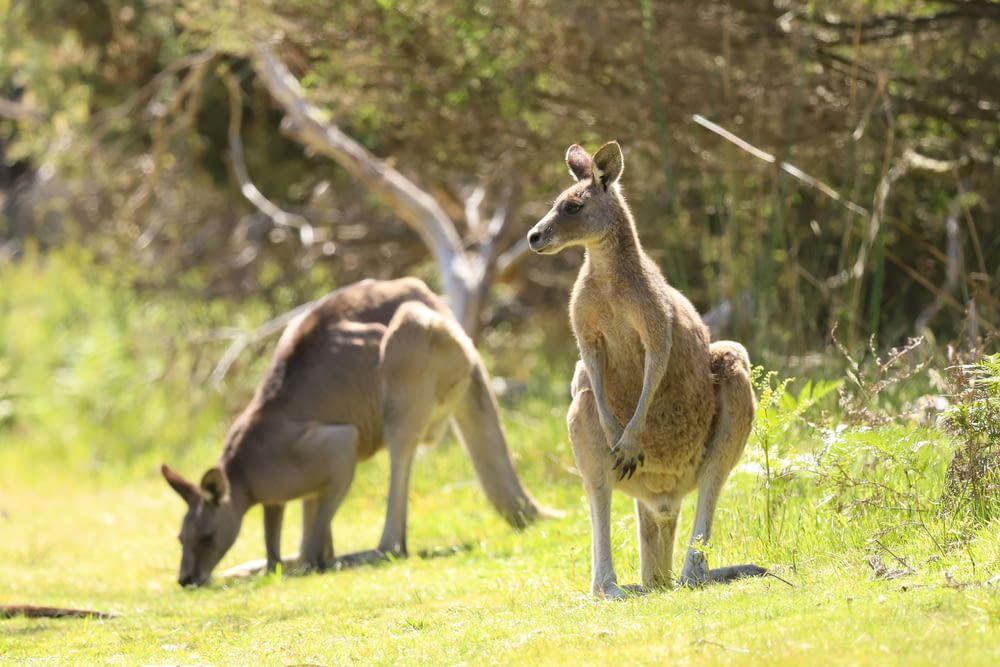 a couple of kangaroos standing on top of a lush green field