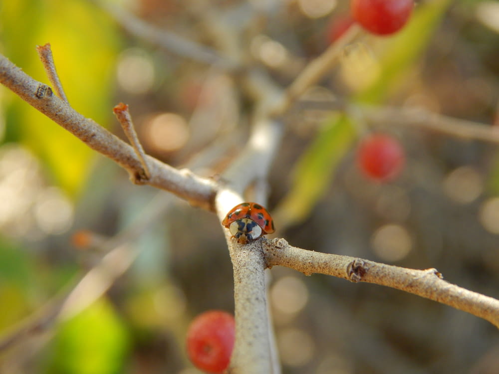 a lady bug crawling on a tree branch