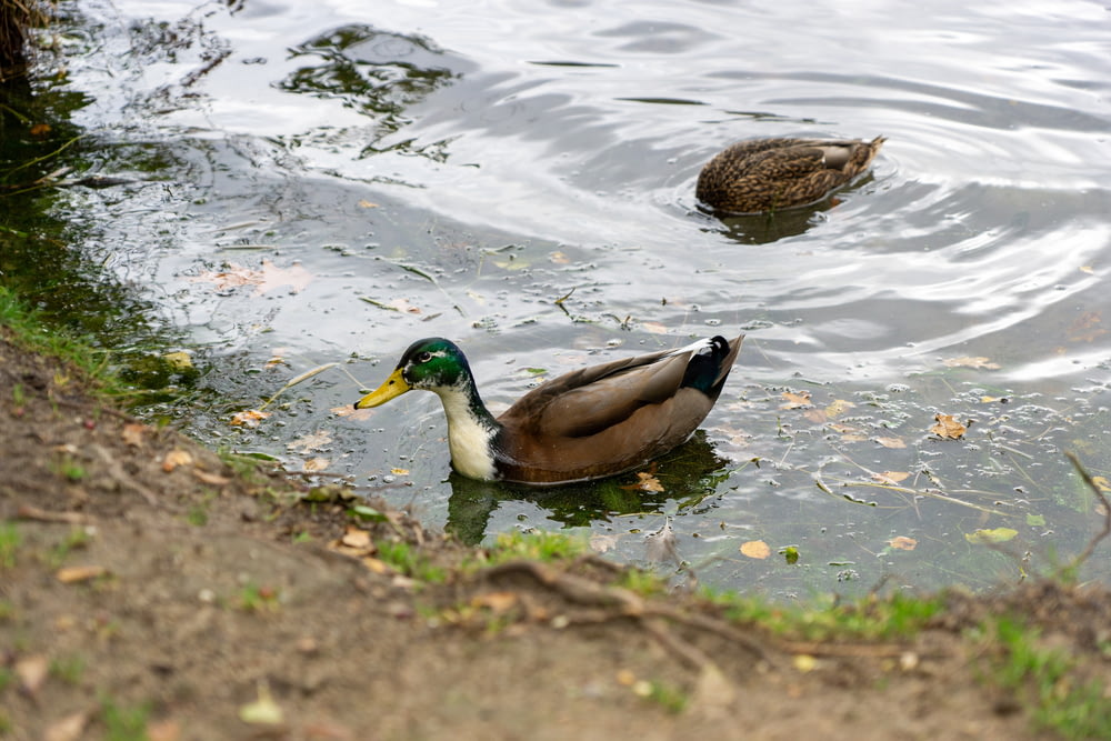 a couple of ducks swimming in a pond