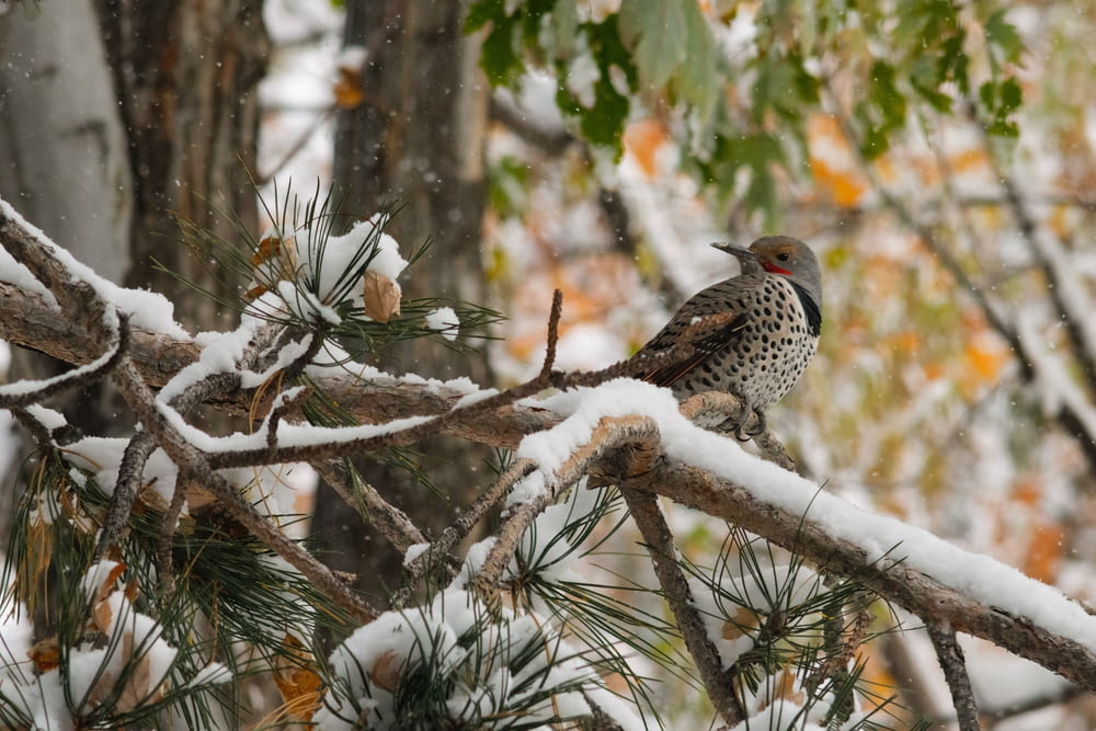 雪に覆われた木の枝にとまる鳥