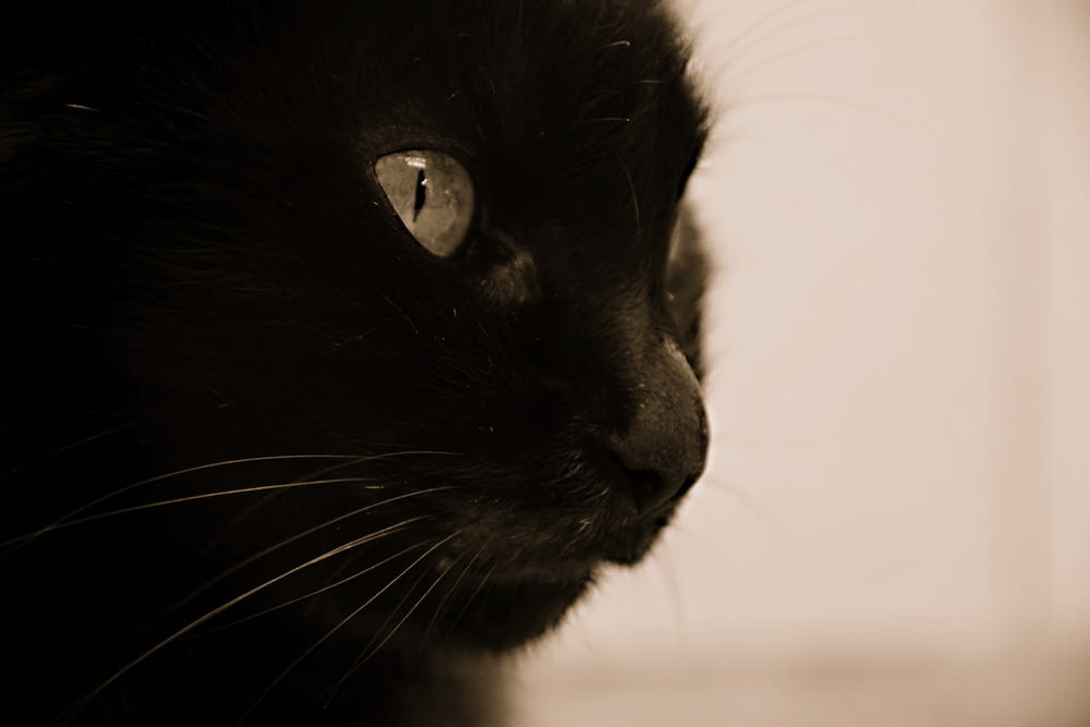 a close up of a black cat's face