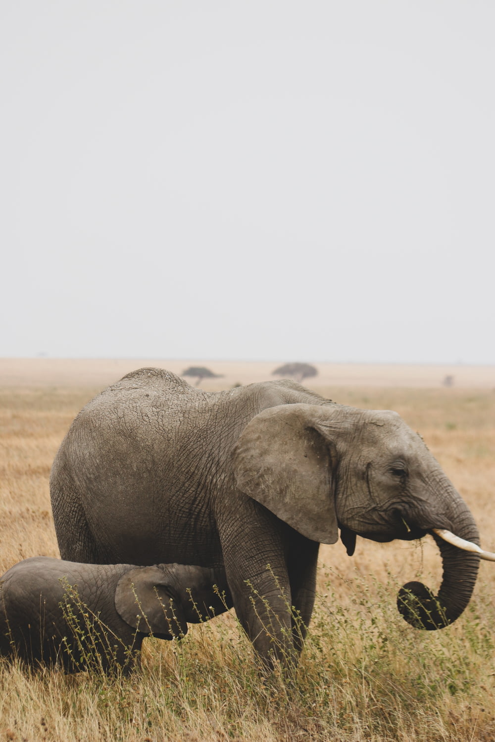 a large elephant standing next to a baby elephant