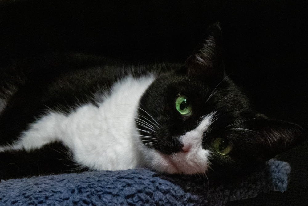 un chat noir et blanc allongé sur une couverture