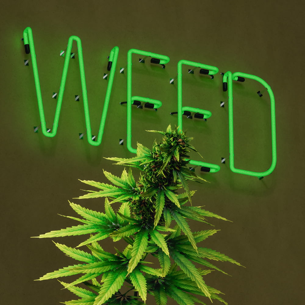 a neon sign that says weed next to a marijuana plant