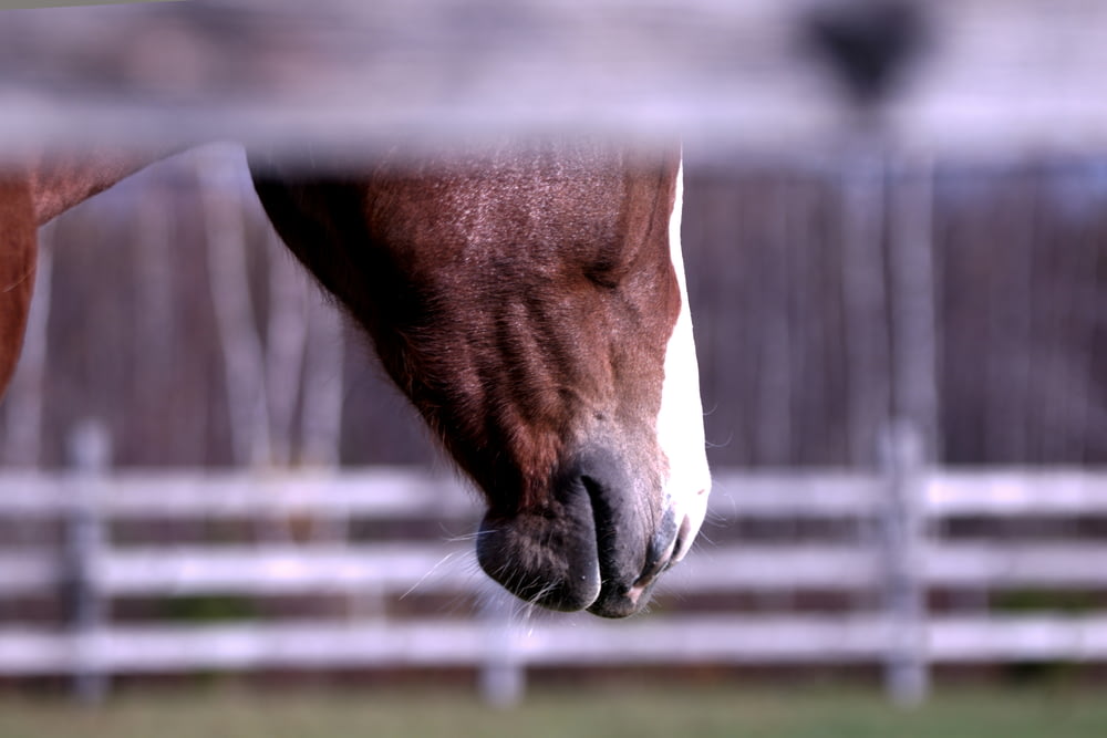 a close up of a horse's face through a fence