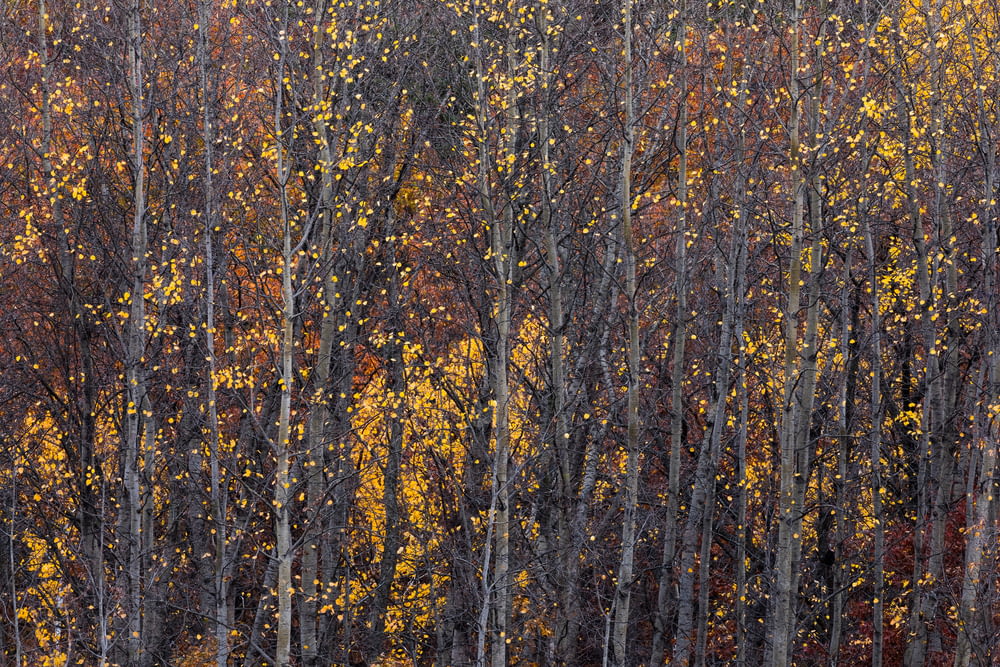 Un bosque lleno de muchos árboles cubiertos de hojas amarillas y rojas