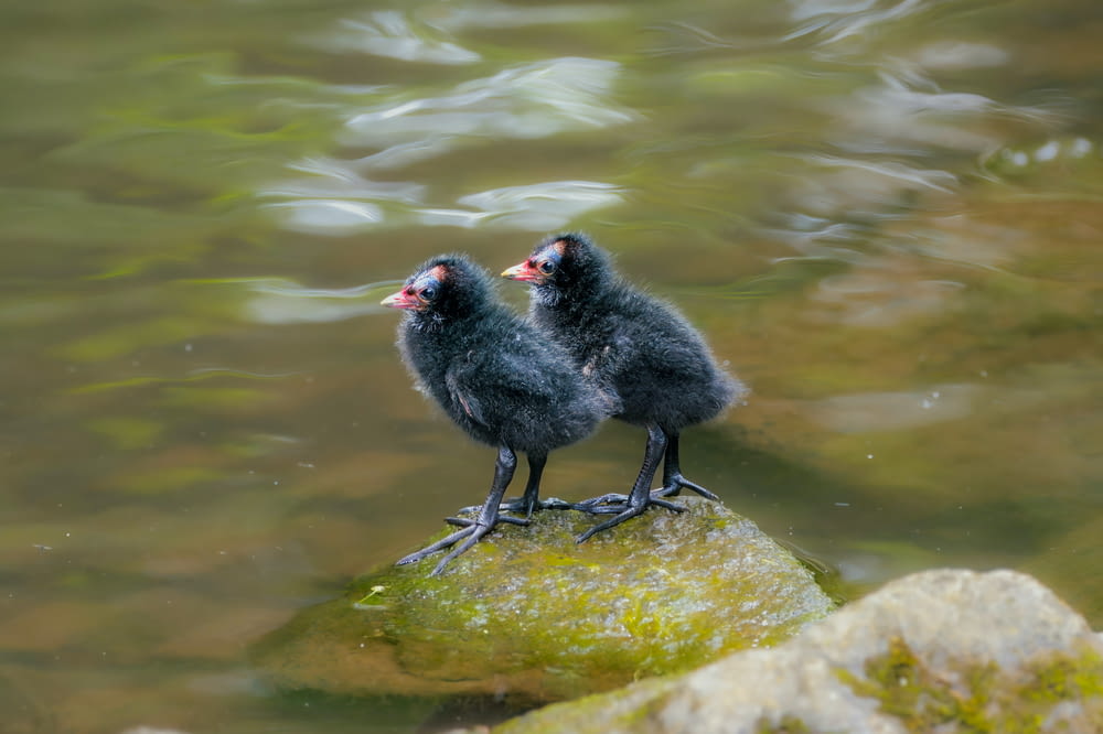 two small birds standing on a rock in the water