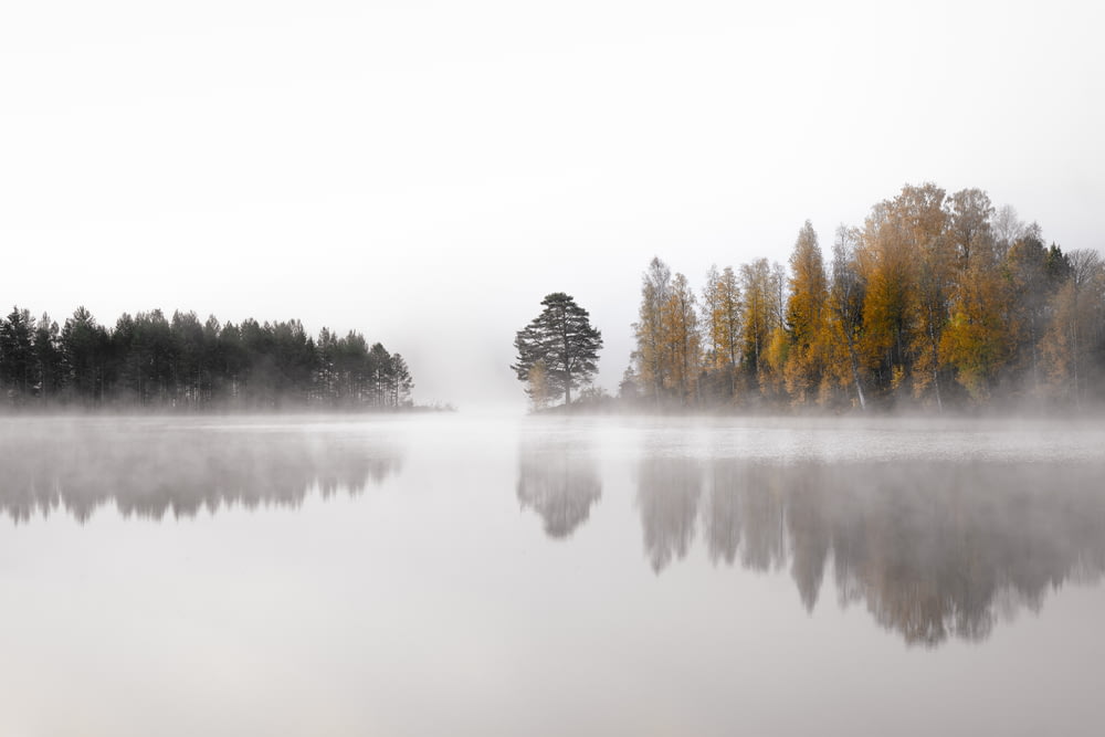 ein nebliger See mit Bäumen im Hintergrund