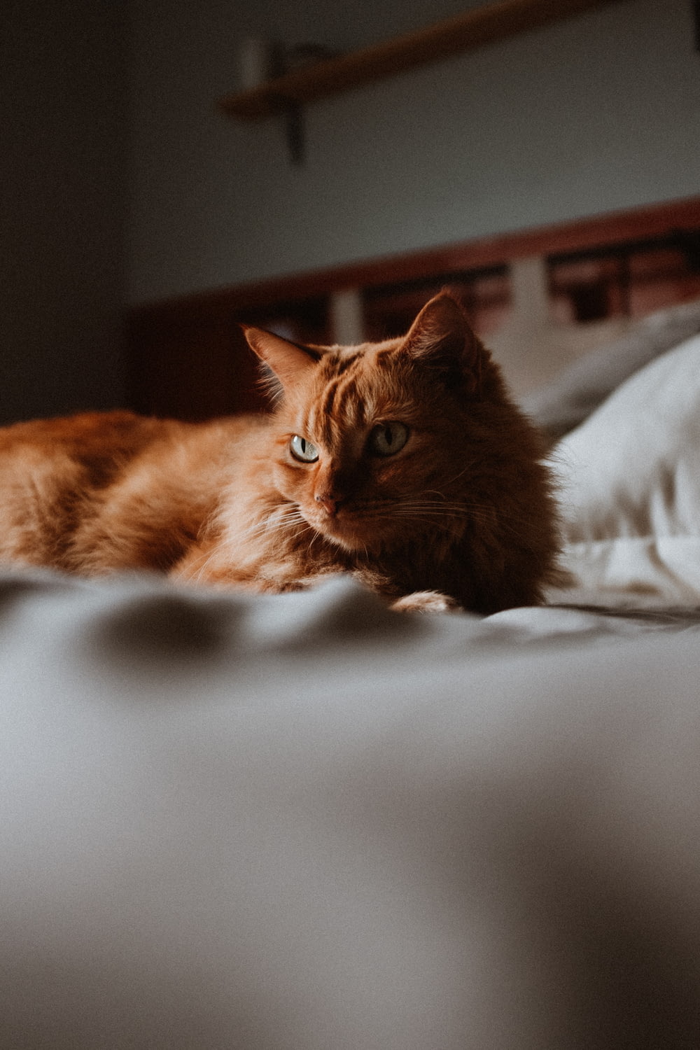 un gatto arancione sdraiato sopra un letto