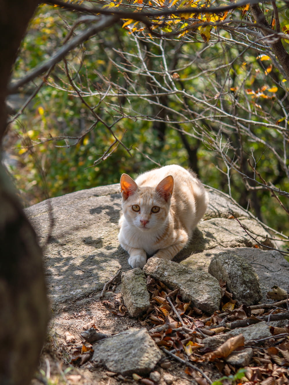 a cat sitting on a rock in the woods
