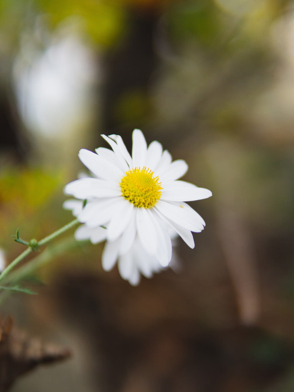 a close up of a single white flower