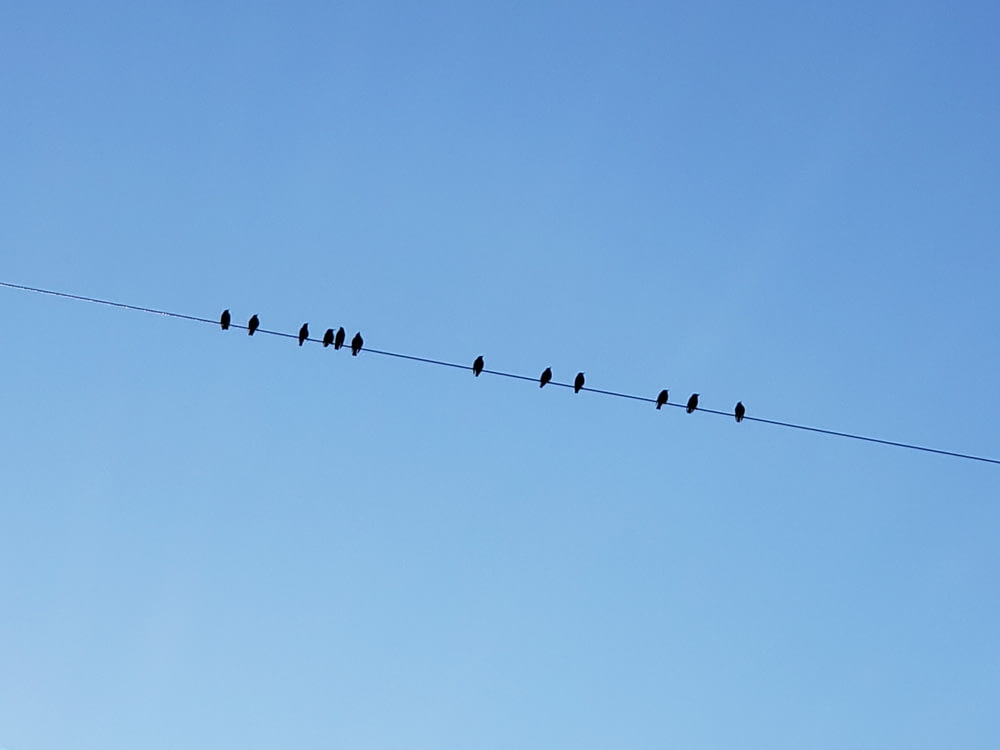 a group of birds sitting on top of a power line