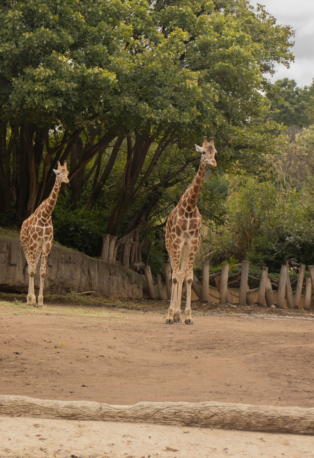 a couple of giraffe standing next to each other on a dirt field