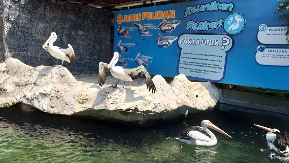 a group of pelicans sitting on a rock in the water
