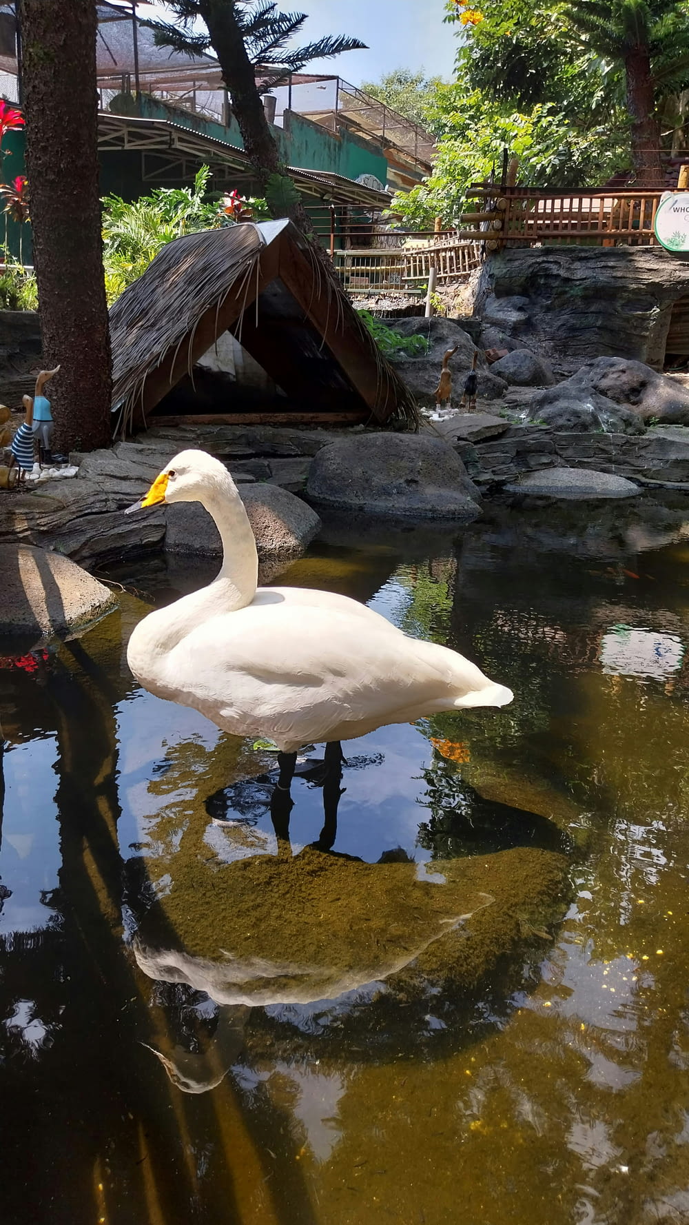 a large white swan standing on top of a body of water