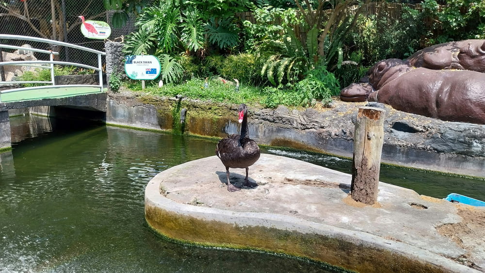 a bird is standing on a rock in the water