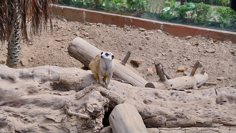 a small animal standing on top of a pile of wood