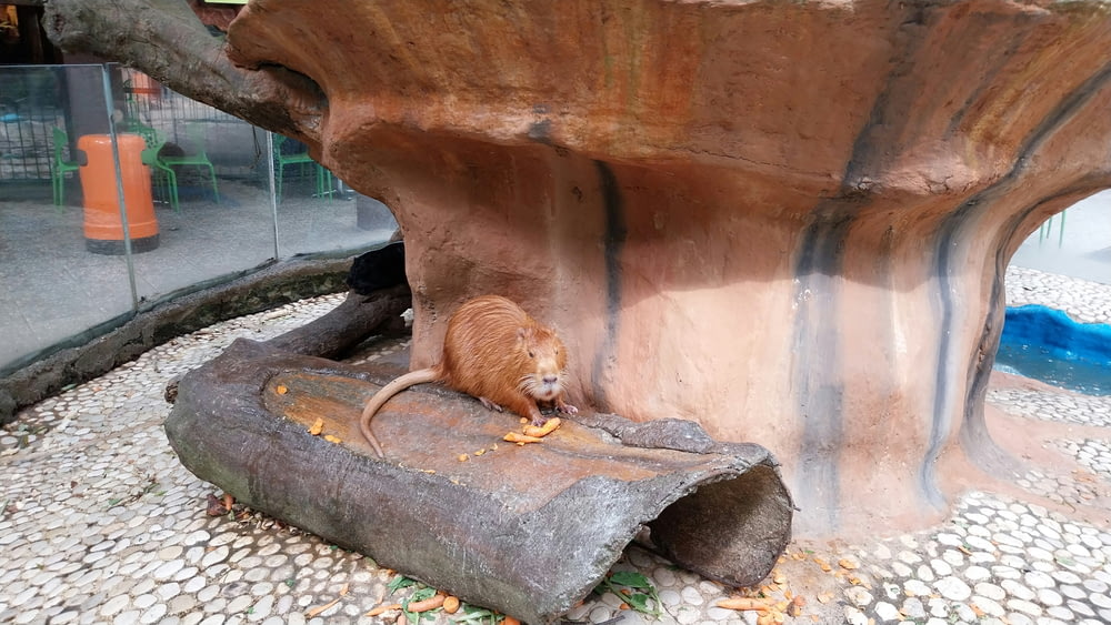 a small rodent sitting on top of a piece of wood