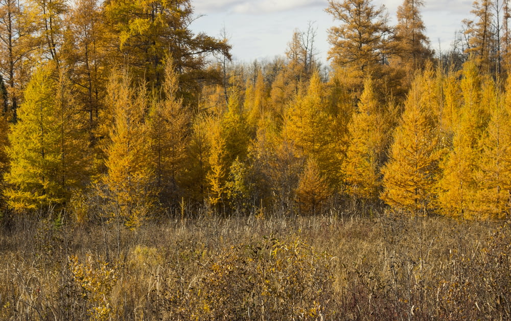 a forest filled with lots of tall yellow trees
