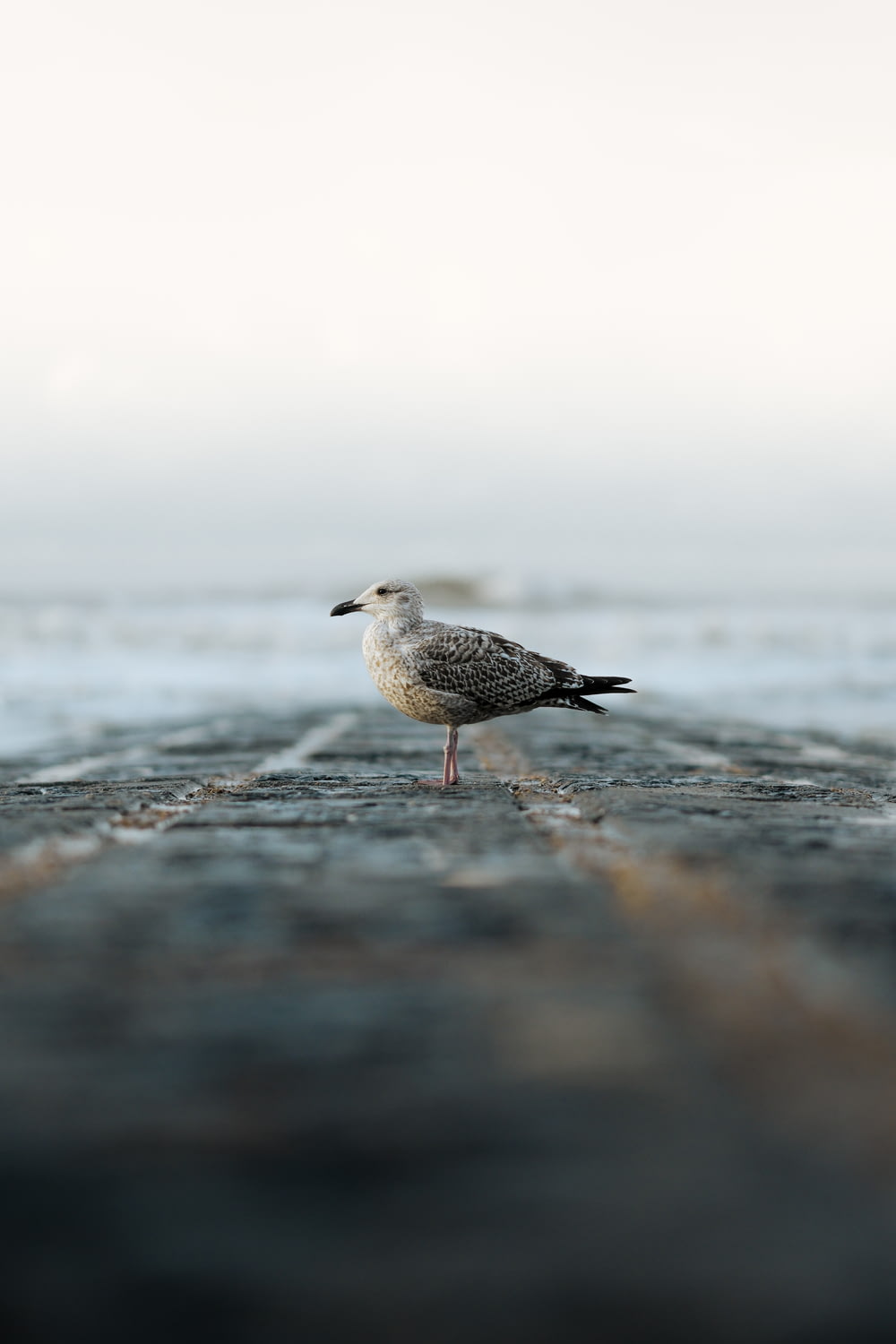a seagull standing on the edge of a pier