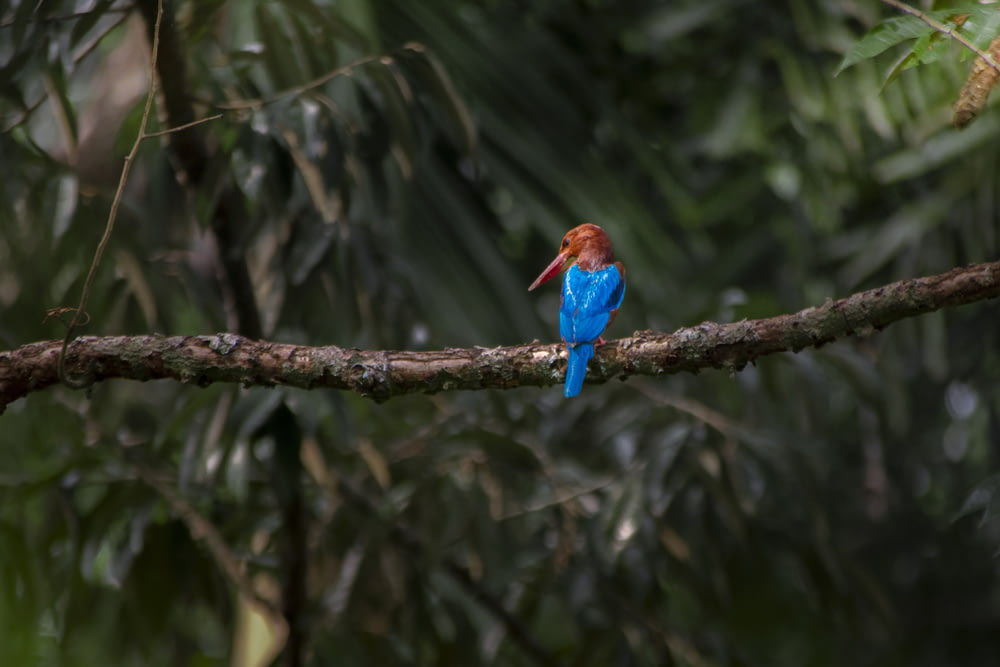 un piccolo uccello blu seduto su un ramo