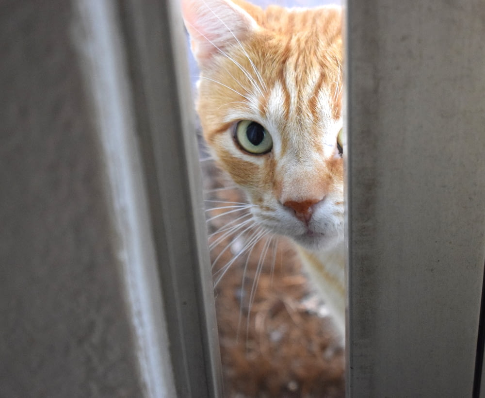 an orange and white cat looking through a door