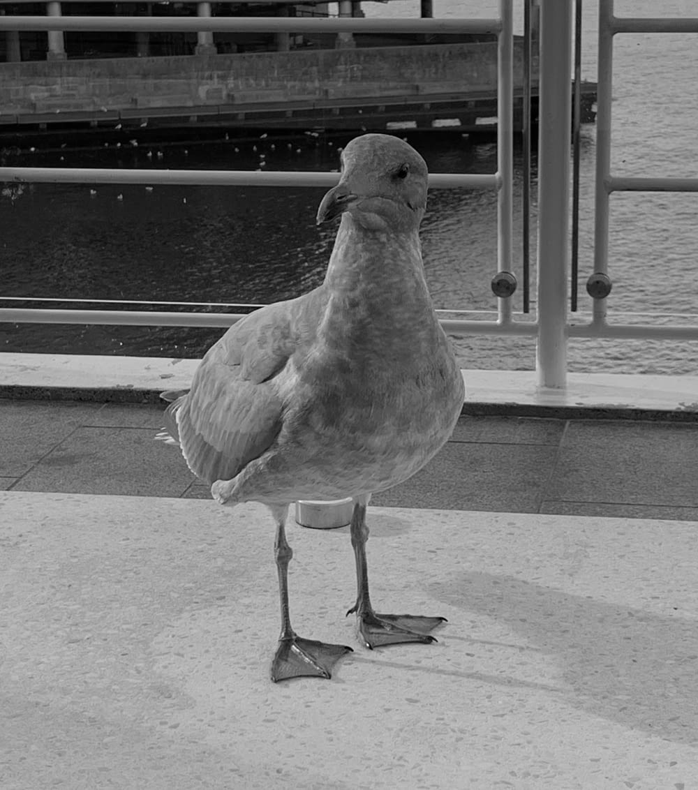 a black and white photo of a seagull standing on a sidewalk