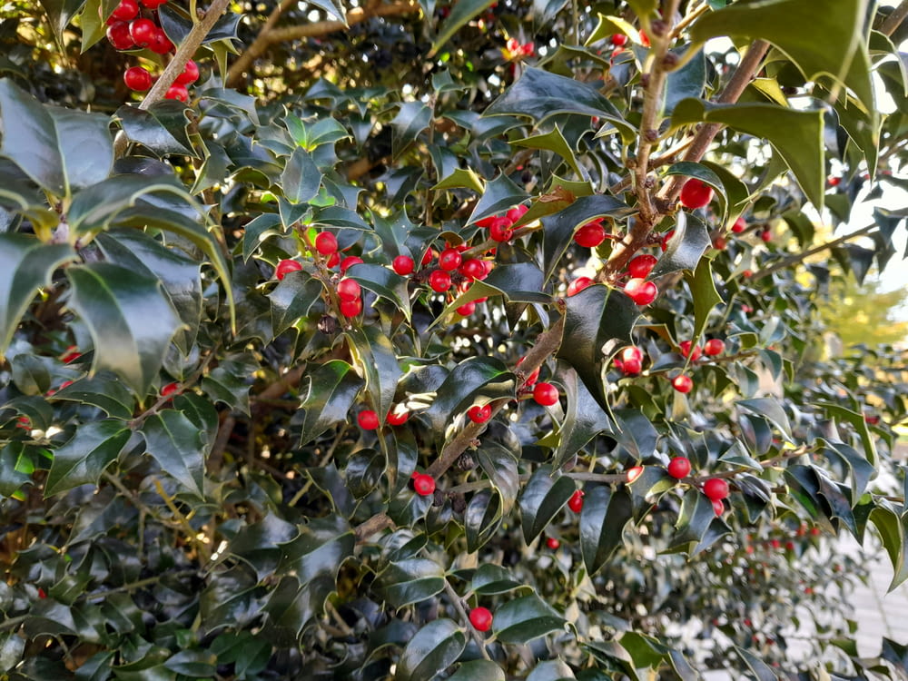 a tree filled with lots of green leaves and red berries