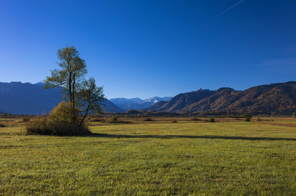 a field with a tree and mountains in the background