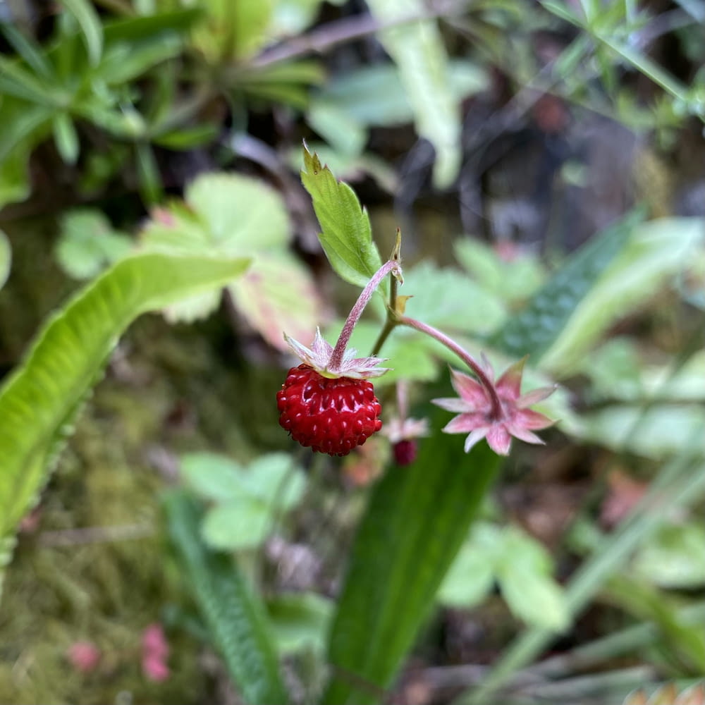 a red berry sitting on top of a green plant