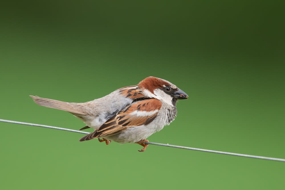 a bird sitting on a wire with a green background