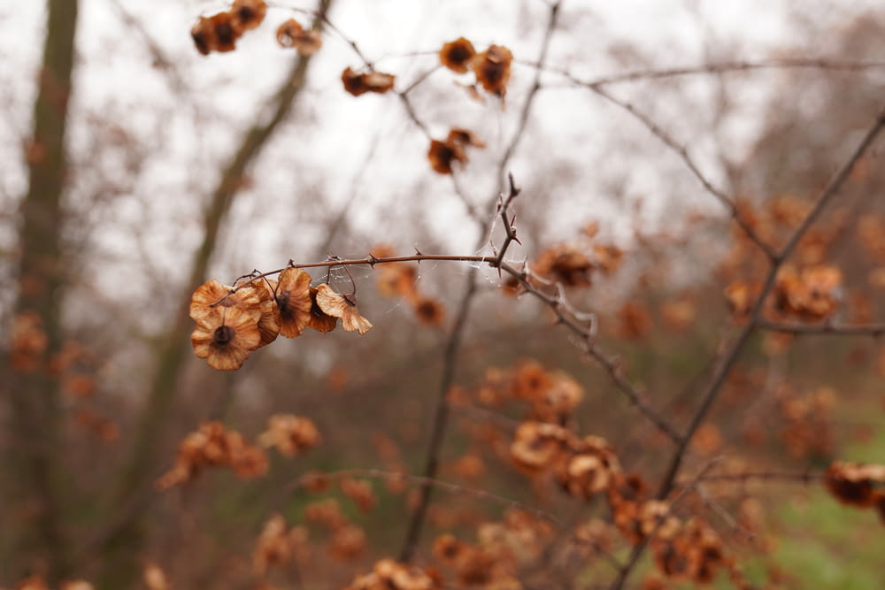 a branch with some brown leaves on it