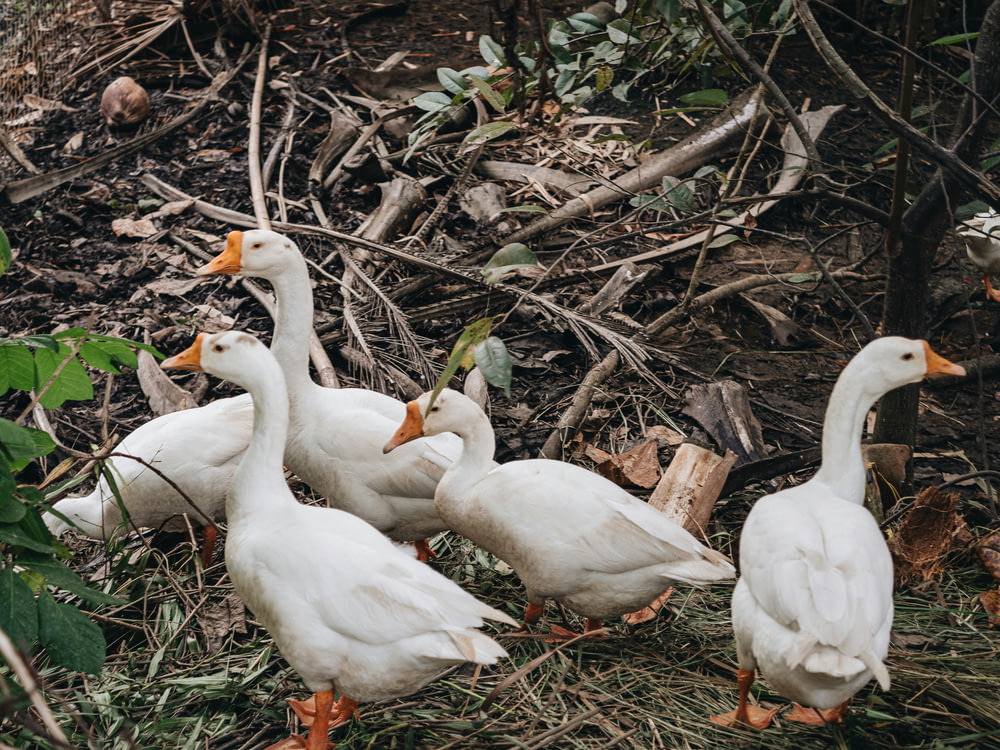 a group of white ducks standing next to each other