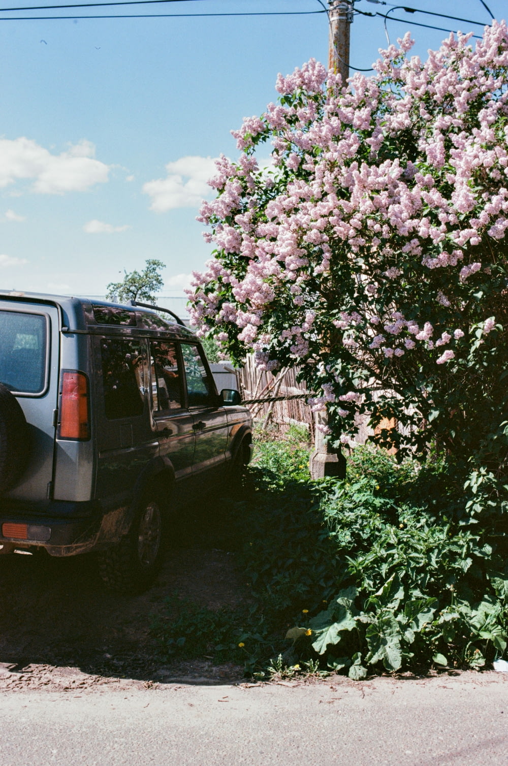 a car parked next to a bush with purple flowers