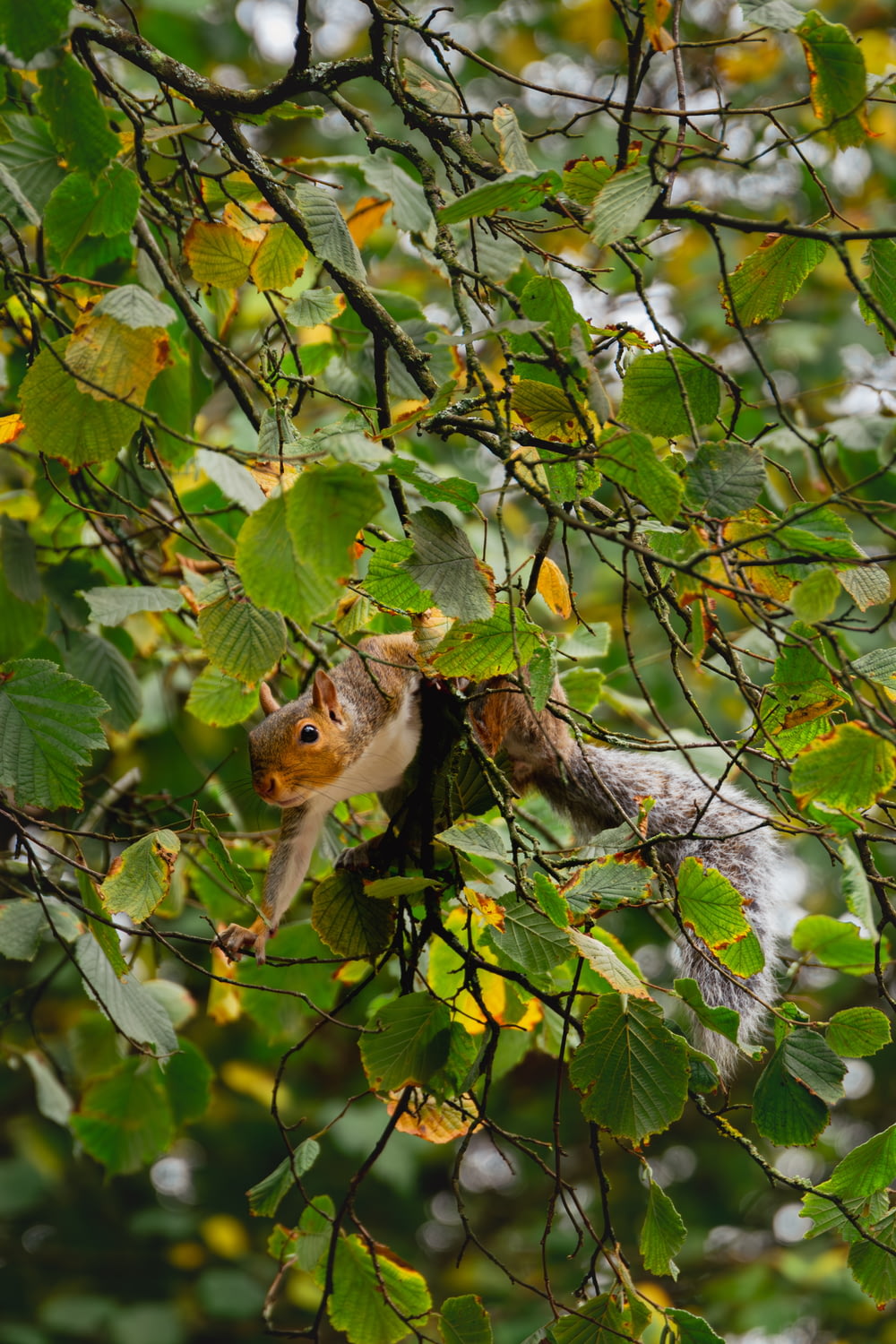 a squirrel is sitting in a tree with leaves