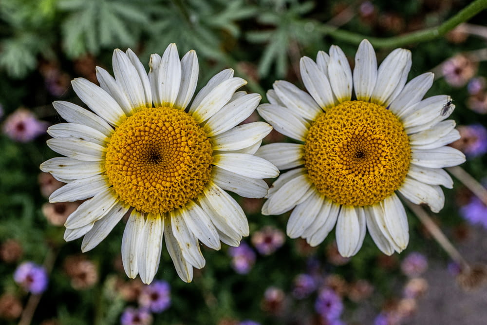two white and yellow flowers with purple flowers in the background