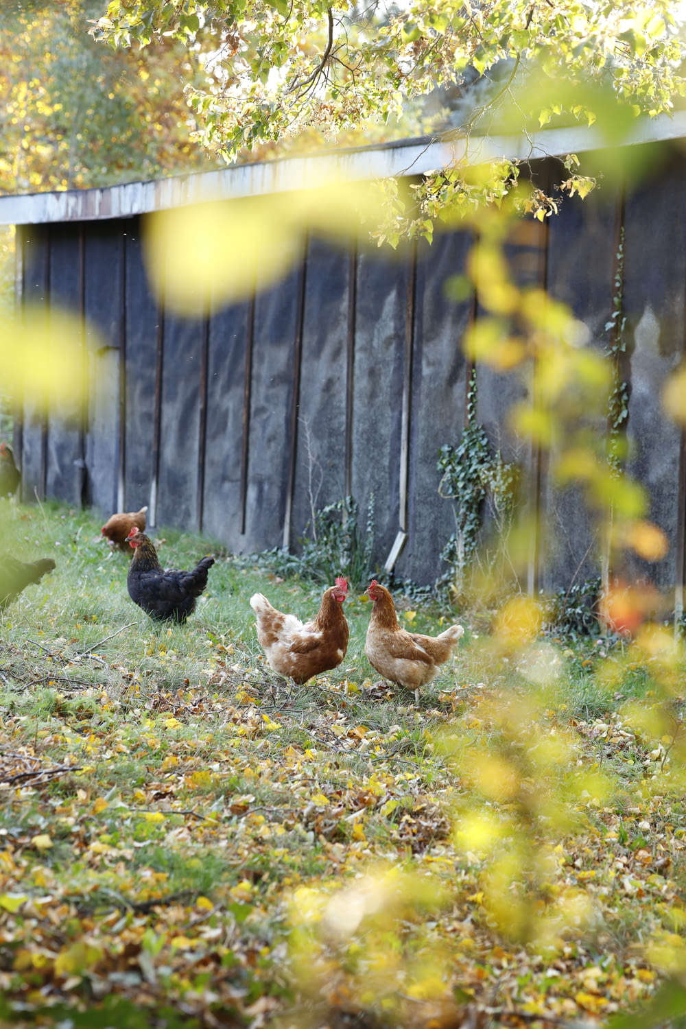 a group of chickens walking around a yard