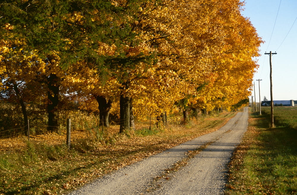 a country road surrounded by trees with yellow leaves