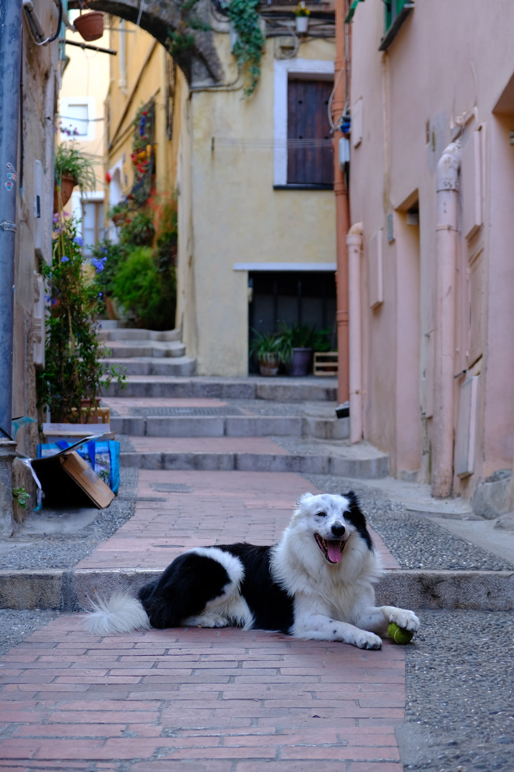 a black and white dog laying on a brick street