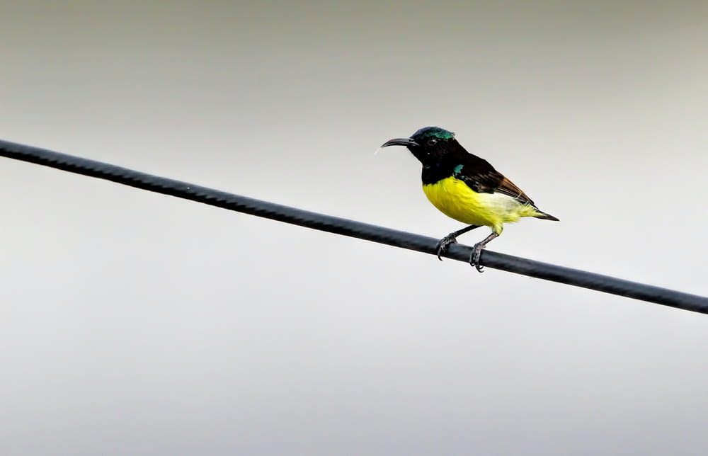 a small yellow and black bird sitting on a wire