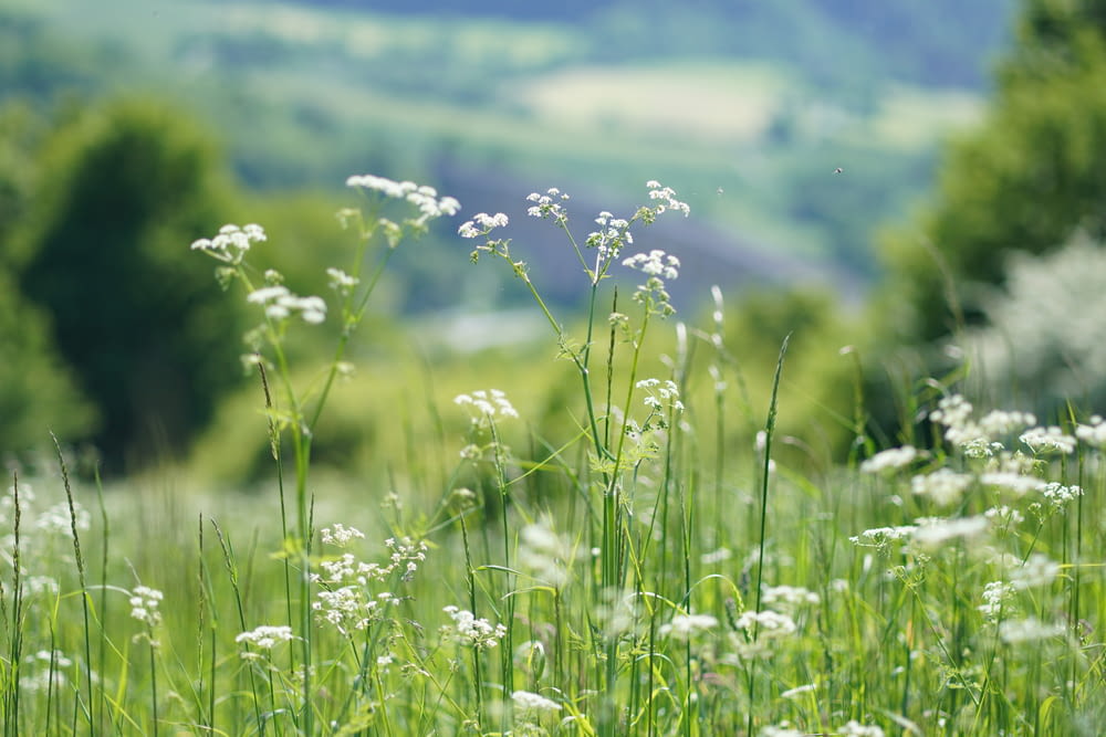 a field of tall grass with white flowers