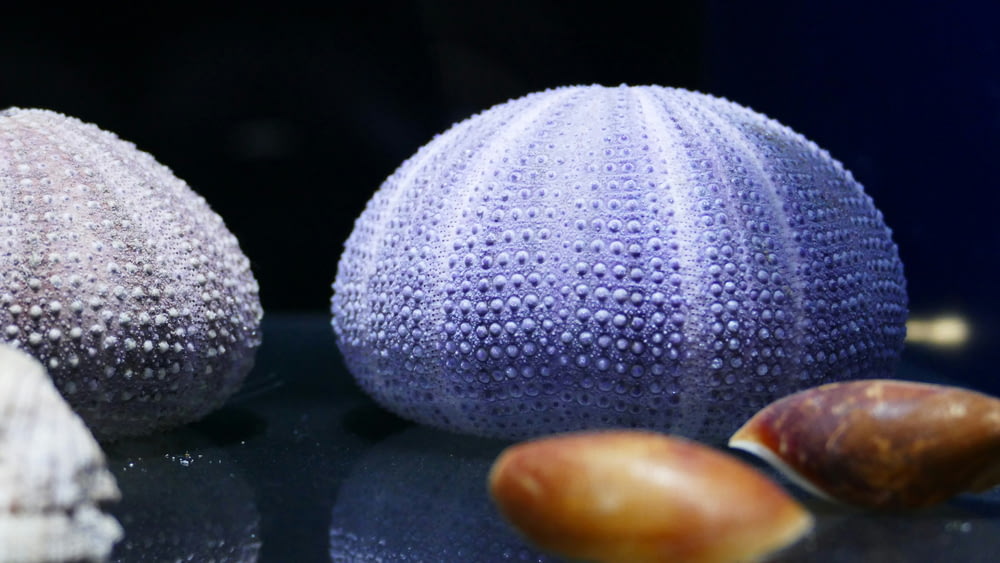 a close up of two sea urchins on a table