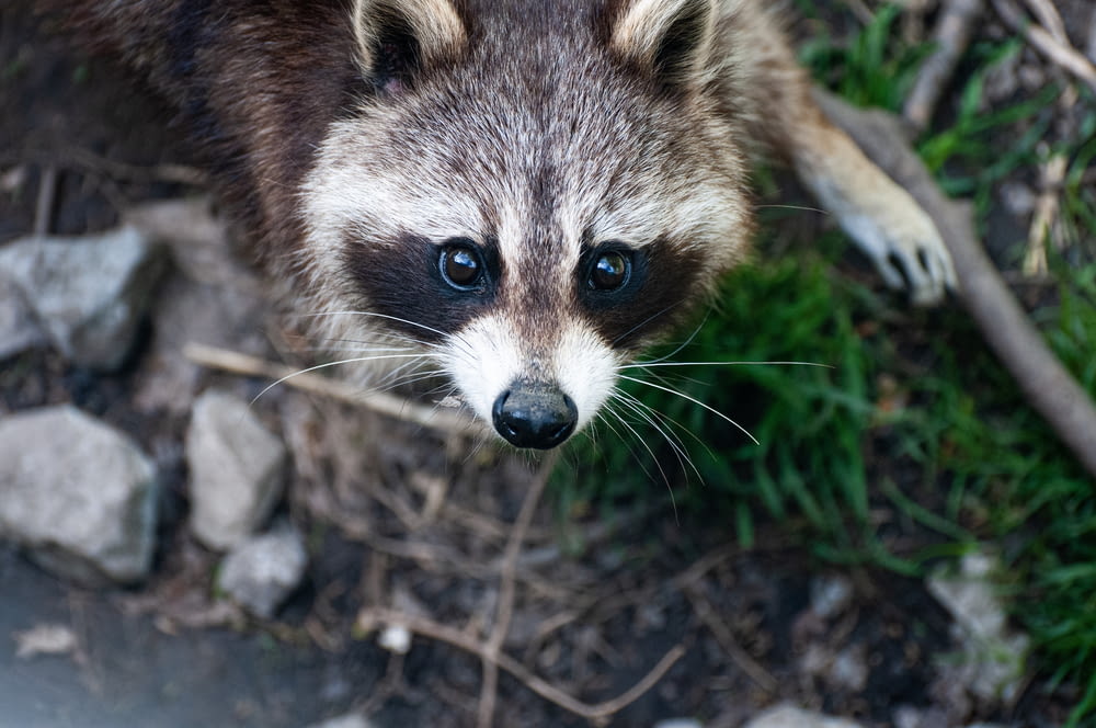 a raccoon is looking up at the camera