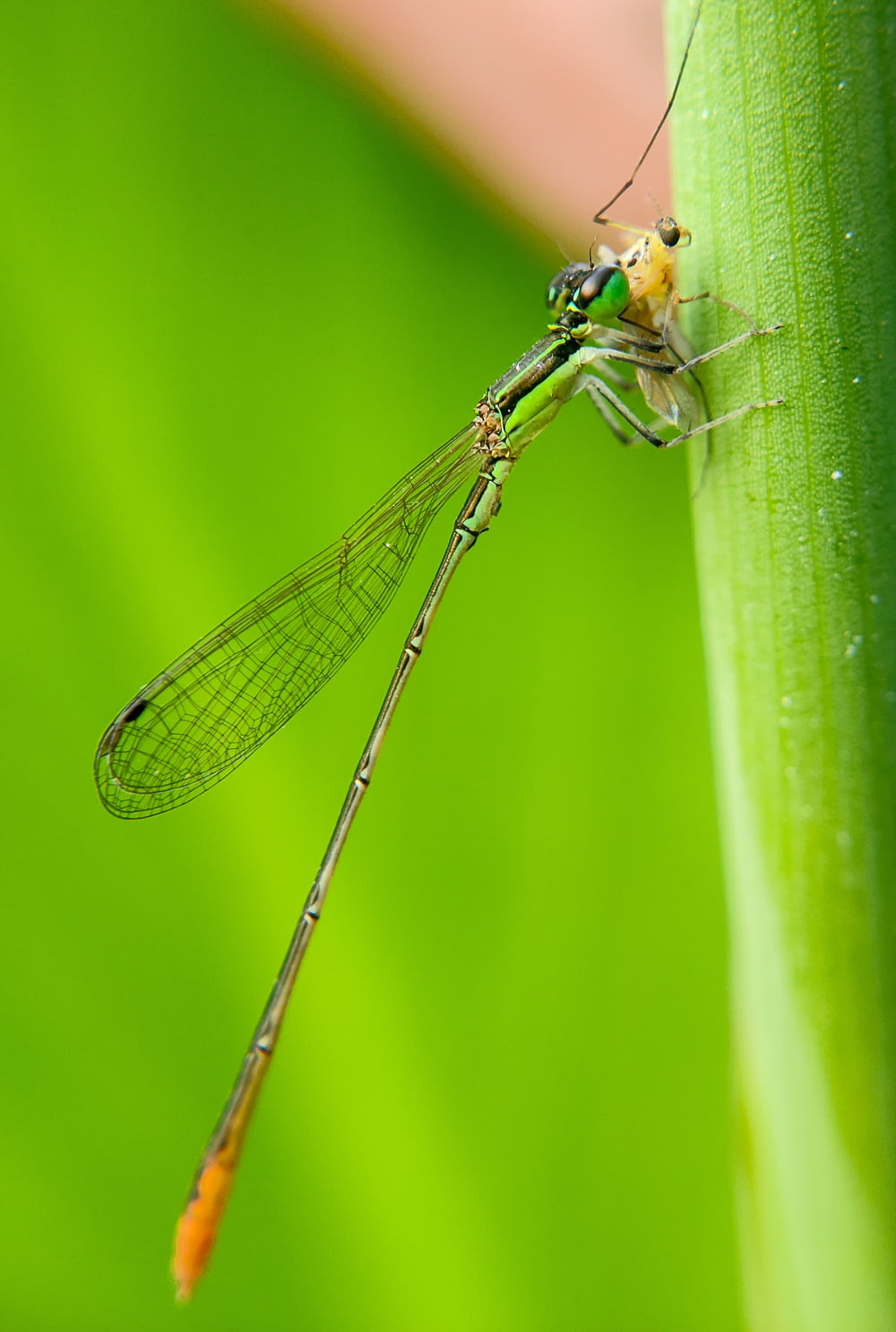 a close up of a dragonfly on a leaf