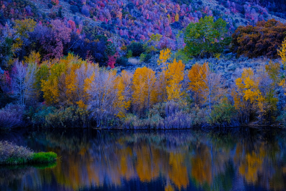 Un cuerpo de agua rodeado de árboles de colores