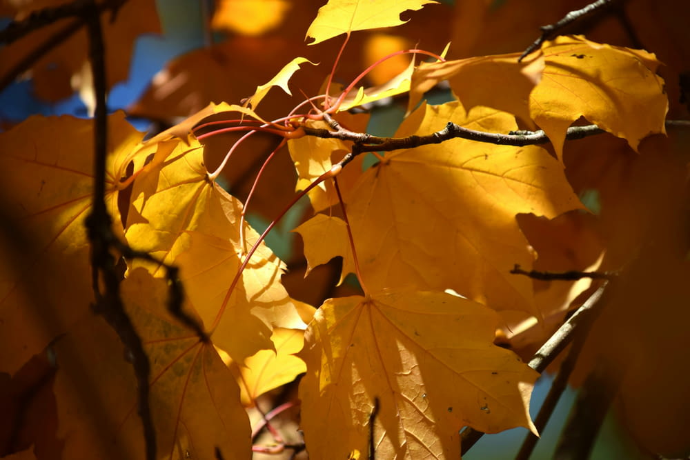a branch with yellow leaves in the sunlight