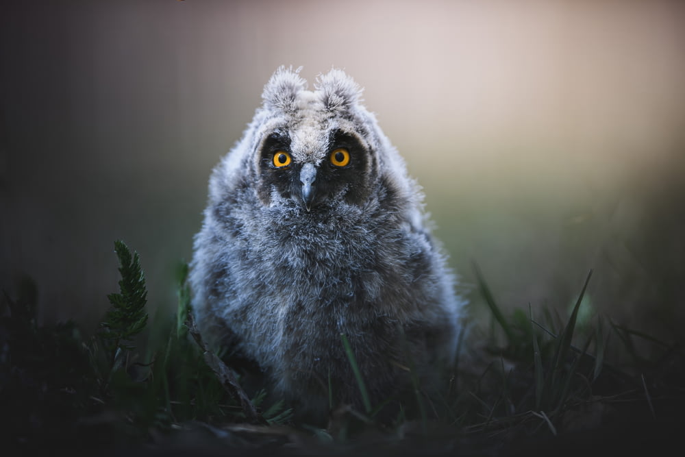 an owl with yellow eyes is standing in the grass