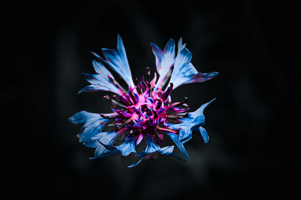 a blue and purple flower with a black background