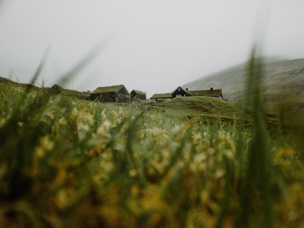 a grassy field with some houses in the distance