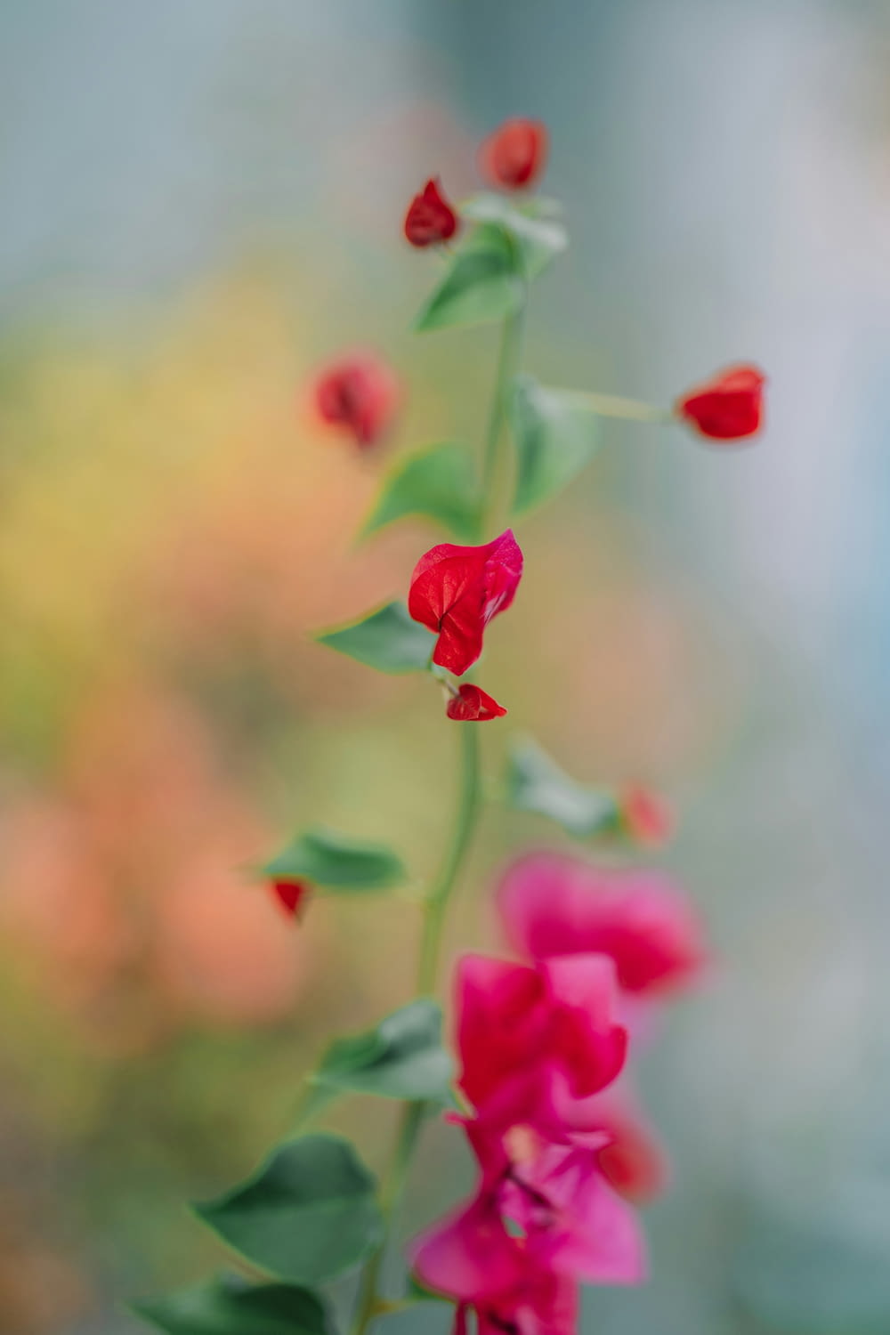 a close up of a bunch of flowers with a blurry background